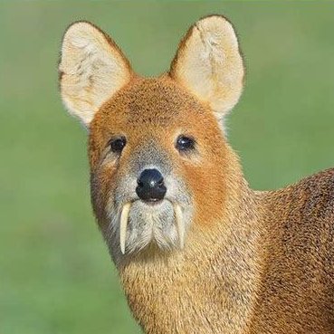 FINALLY some good news from 2020 🥳

The UK's population of 🦌 water (or "vampire"🧛‍♂️) deer may be reintroduced to Asian populations to improve genetic diversity.

This is SUCH an interesting example of native species reintroduction! Great work <a href="/LinneanSociety/">The Linnean Society of London</a> <a href="/ImperialSci/">Imperial Science</a> 👏🎉