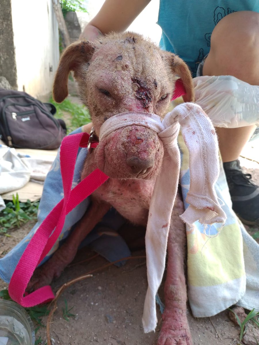 Brisa tiene Alopecia, sarna demodéctica y está infectada de pulgas y garrapatas. Actualmente está internada en la vete Mac

CBU: 0110524730052478555729
Alias: TEMA.ROCIO.NAVIO
Titular: REDEL EVELYN SOLANGE

📲 3512914215

<a href="/epacba/">Equipo de Protección Animal</a> <a href="/VivireNuevaCba/">VivirenNuevaCórdoba®</a> <a href="/patitasdelsurr/">Patitas del Sur🐾</a> <a href="/PatitasCordoba/">Patitas Córdoba</a>