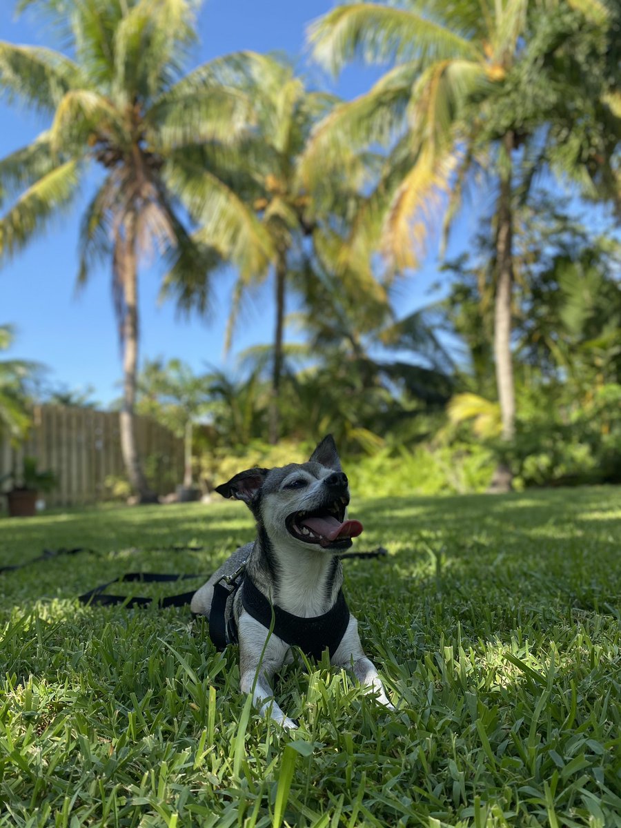 AMurray331's tweet photo. @budweiserusa @dog_rates How about a sunny Florida winter?  Meet big Vinnie! #Pupweiser https://t.co/AKN4nGuw6b