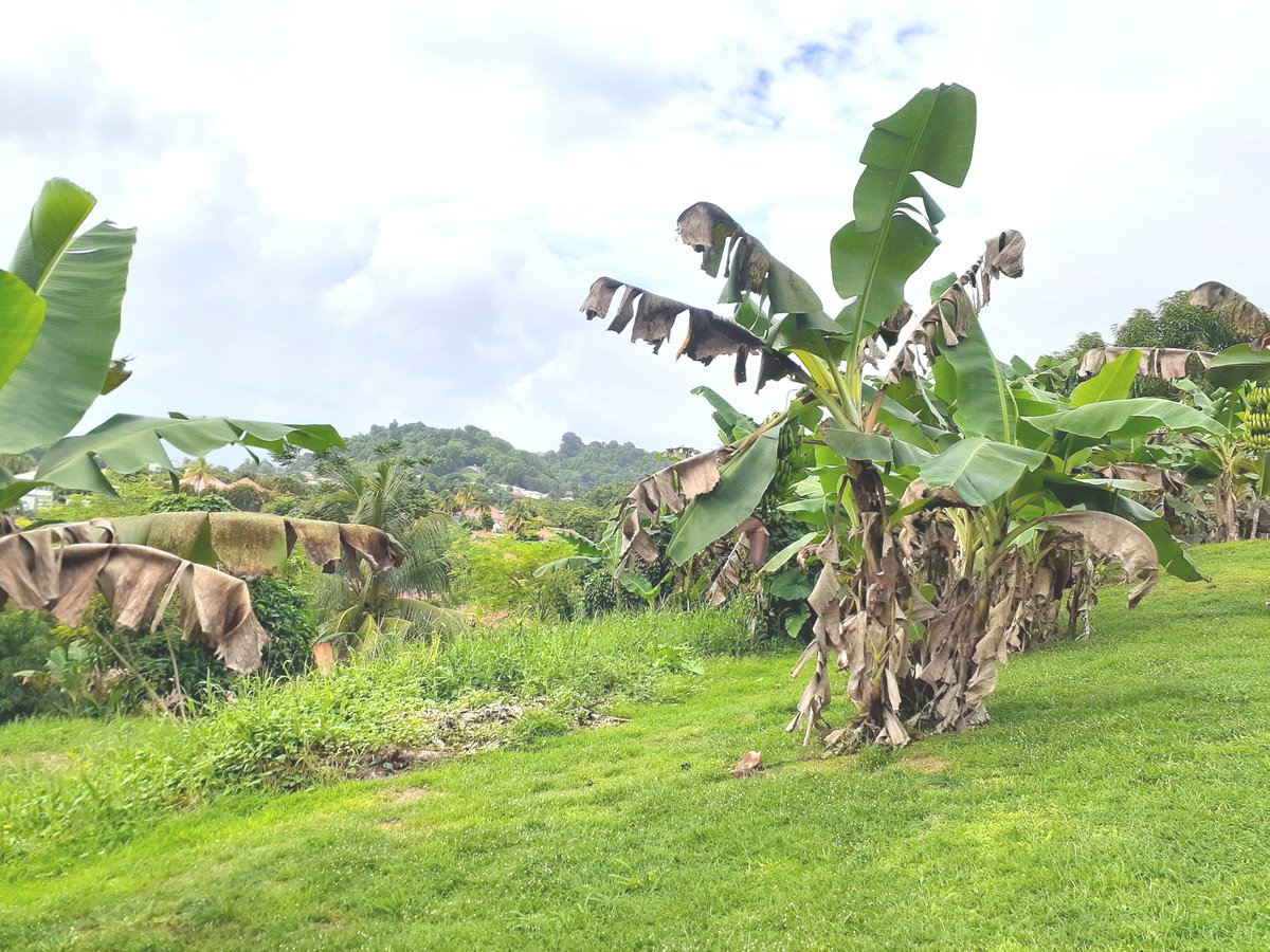 ClassImmos_M's tweet photo. #Vente 🍃 Terrain de 903 m² à 📍 DUCOS (97224) 🍃
👉 https://t.co/2meMdQnk9n
.
#classimmos #immobilier #martinique #ducos #westindies #avendre #forsale #realestate #realestateagent #investment #investir #terrain #home #agentimmobilier #immo #paradiseisland #ilovemyjob https://t.co/YHt44dhpvV