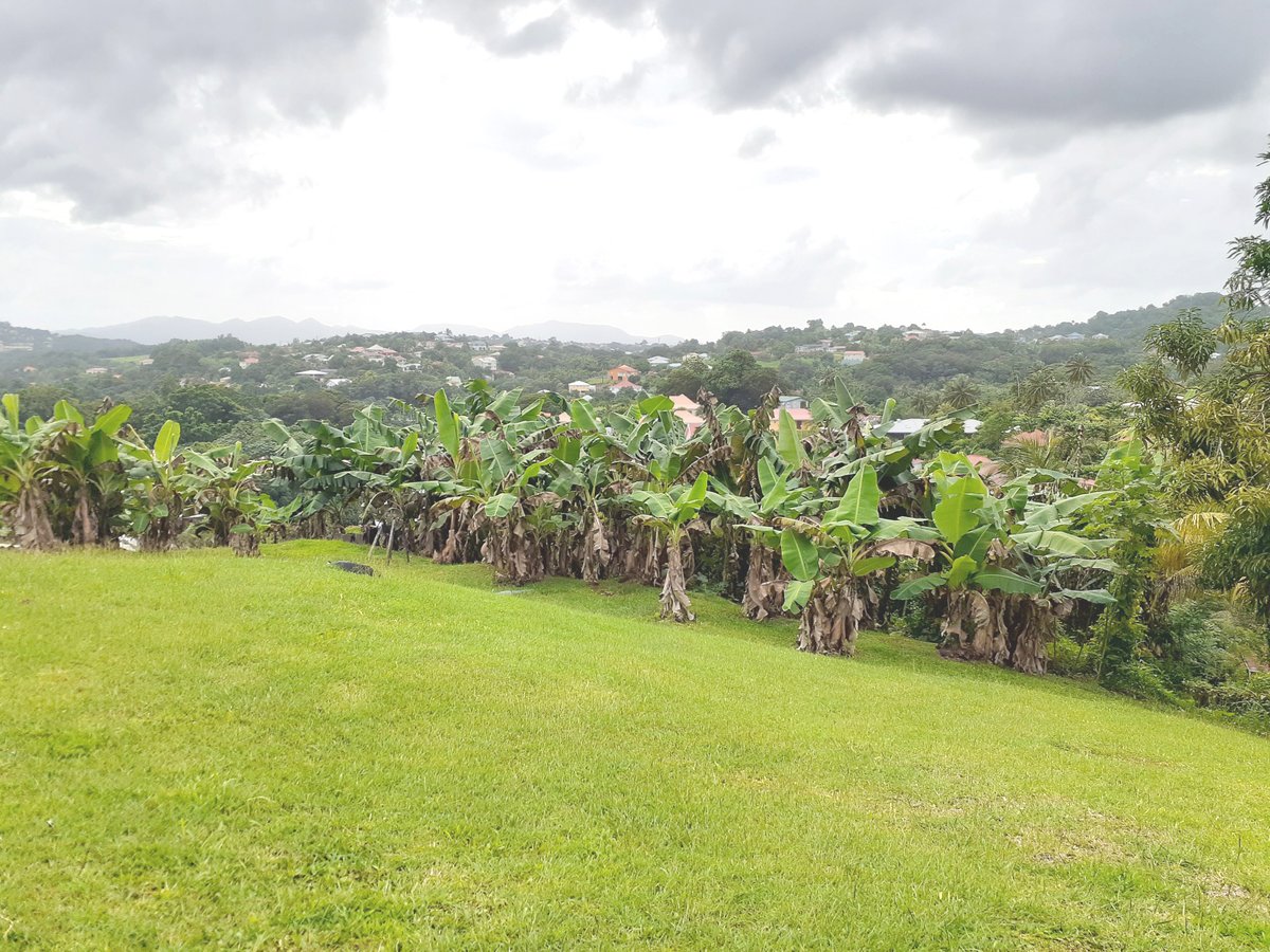ClassImmos_M's tweet photo. #Vente 🍃 Terrain de 903 m² à 📍 DUCOS (97224) 🍃
👉 https://t.co/2meMdQnk9n
.
#classimmos #immobilier #martinique #ducos #westindies #avendre #forsale #realestate #realestateagent #investment #investir #terrain #home #agentimmobilier #immo #paradiseisland #ilovemyjob https://t.co/YHt44dhpvV