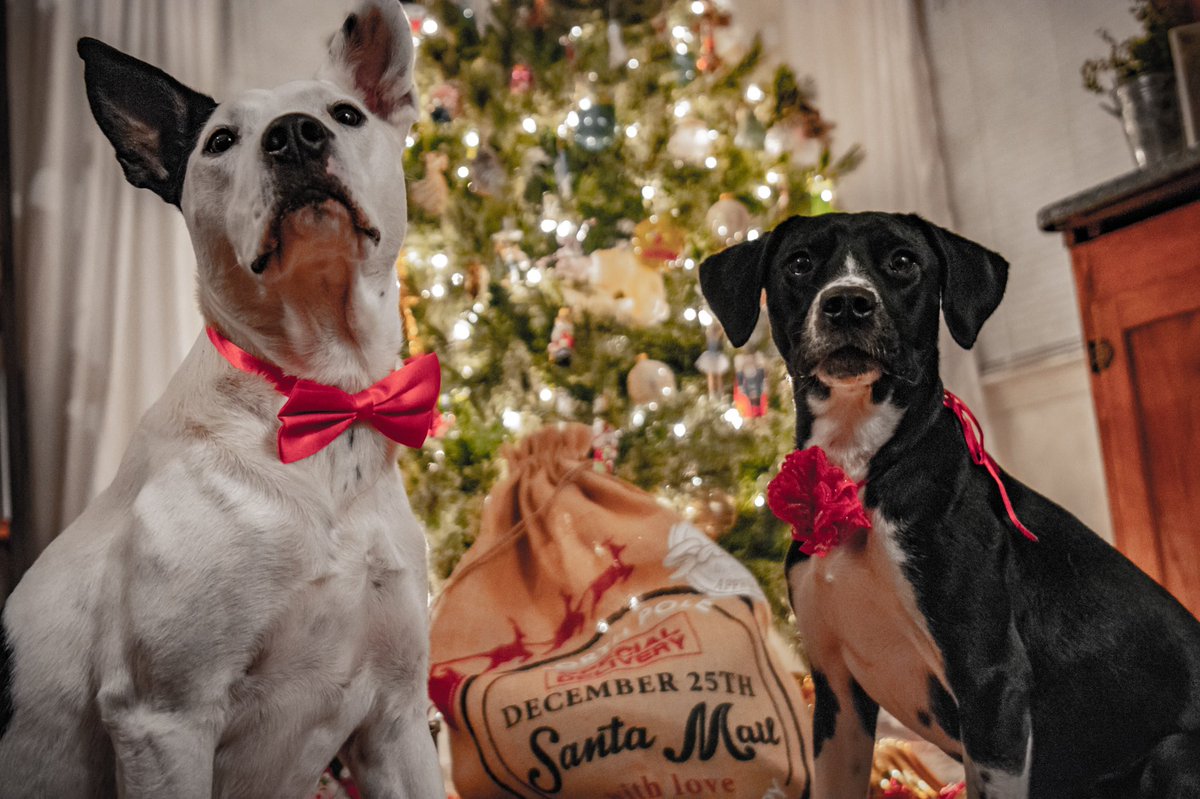PalmsPerspecti1's tweet photo. @dog_rates @budweiserusa @dog_rates  and @budweiserusa Bella and Bruno are waiting to be the next #Pupweiser #cheers https://t.co/aFSLXEWXwQ