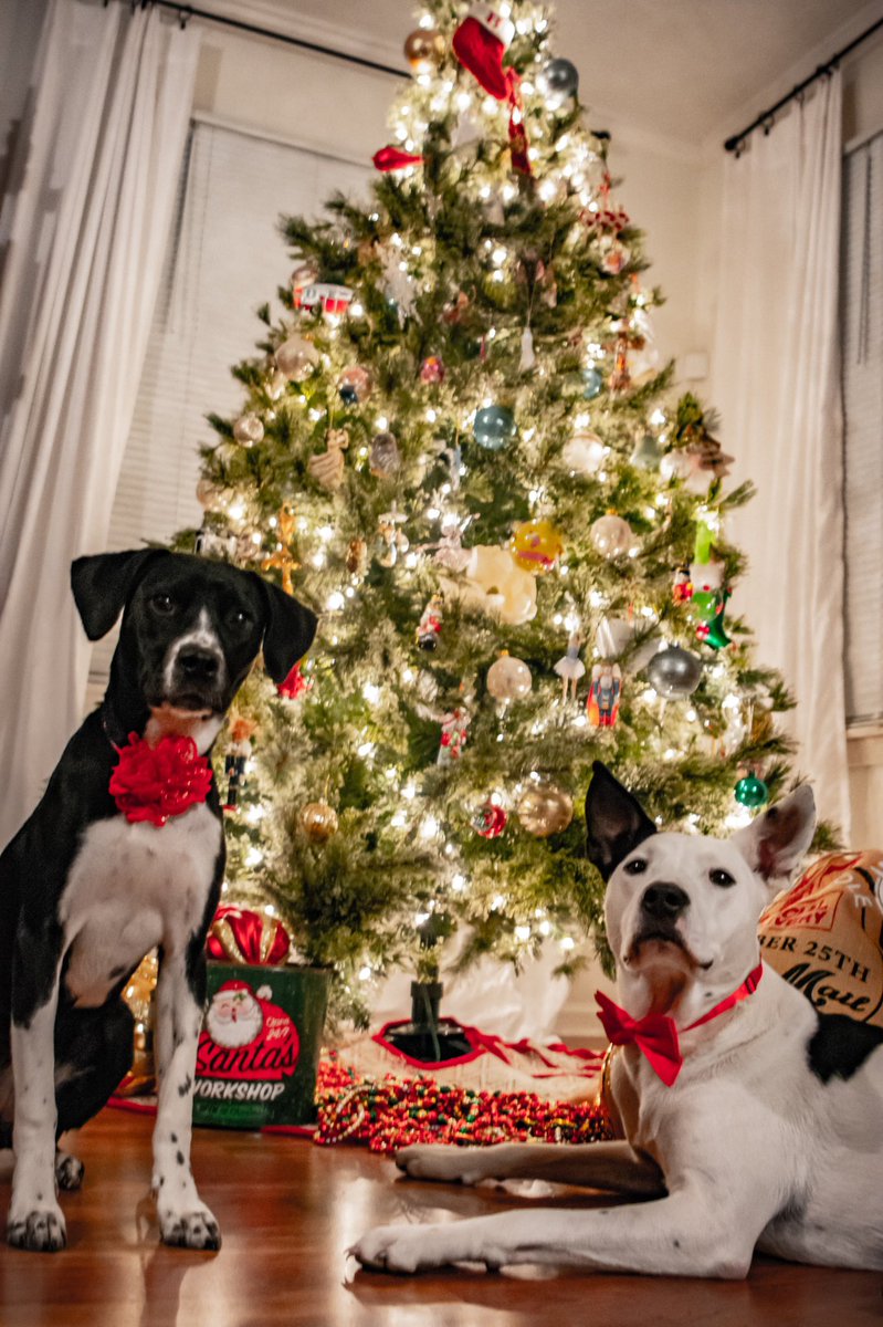 PalmsPerspecti1's tweet photo. @dog_rates @budweiserusa @dog_rates  and @budweiserusa Bella and Bruno are waiting to be the next #Pupweiser #cheers https://t.co/aFSLXEWXwQ
