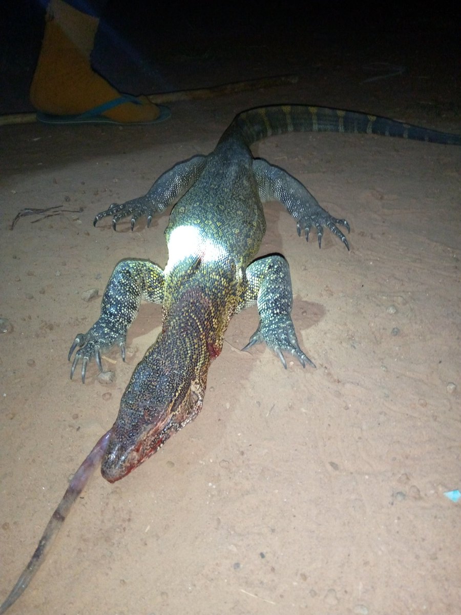 DenikeOlori's tweet photo. Who knows the name of this animal abeg?? My brother won't stop arguing. 😩😩 https://t.co/tdHpCPJp1u