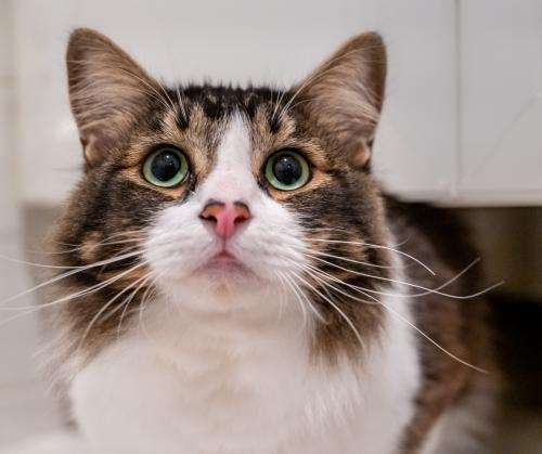 AdoptRescueCats's tweet photo. We are thrilled to announce that VIGO has been adopted!  We're very grateful to all of you who donated to help cover the costs of Vigo's surgery.  He has completely recovered, and now he has found his forever home with Elke!  #cats #CatsofMCA #adopted https://t.co/vwN6DcBFDd