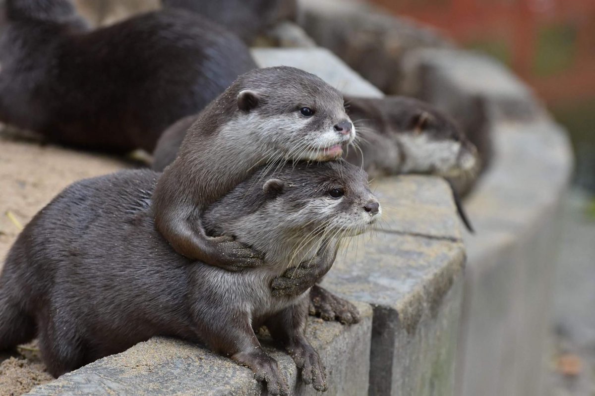 HunterHGrey's tweet image. Otters Solve Puzzles Faster After Seeing a Friend Do It First buff.ly/39HYqhT #otters #animallearning