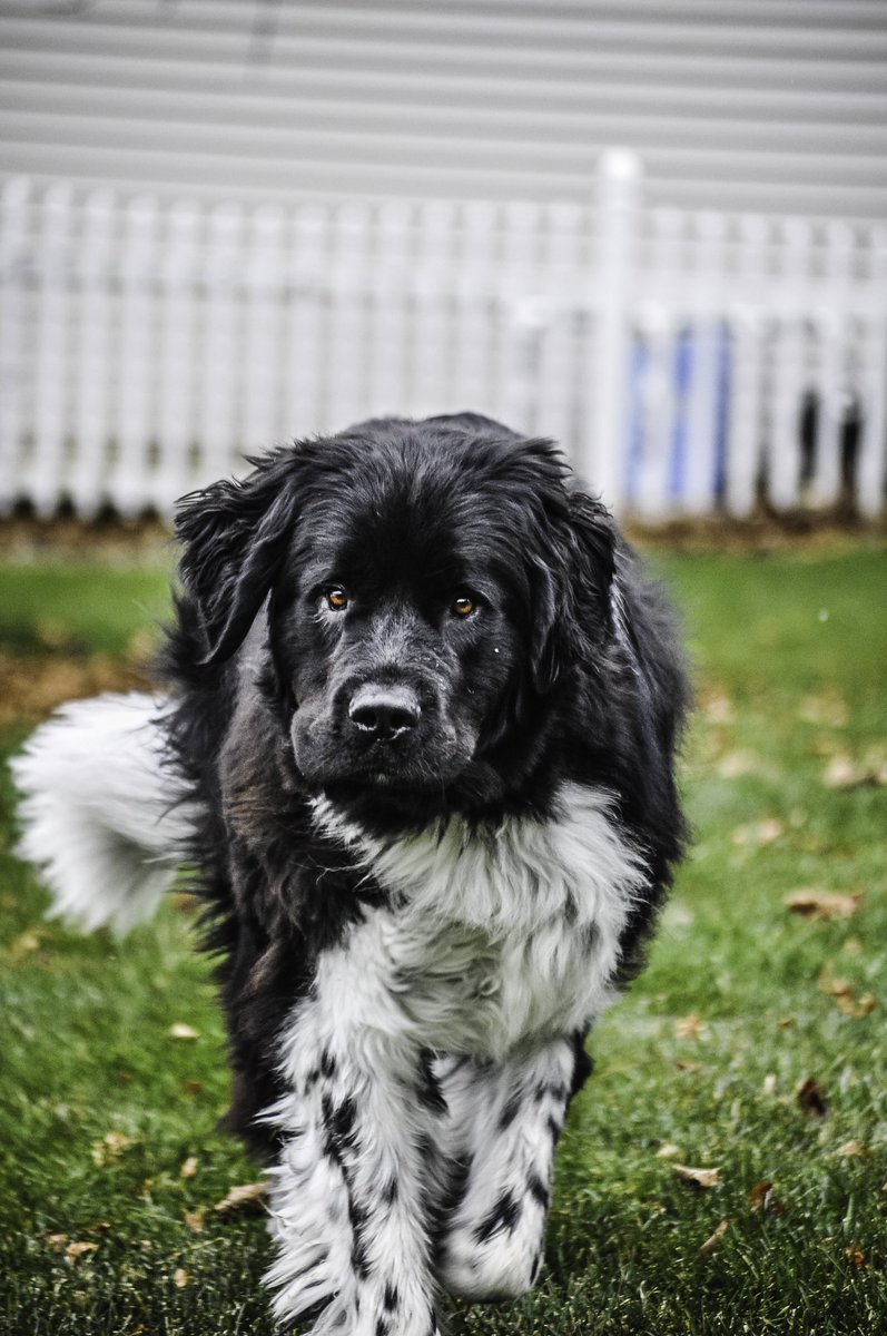 MeeshLanning's tweet photo. @dog_rates @budweiserusa #Pupweiser #newfoundland https://t.co/8A3v7SGDXq