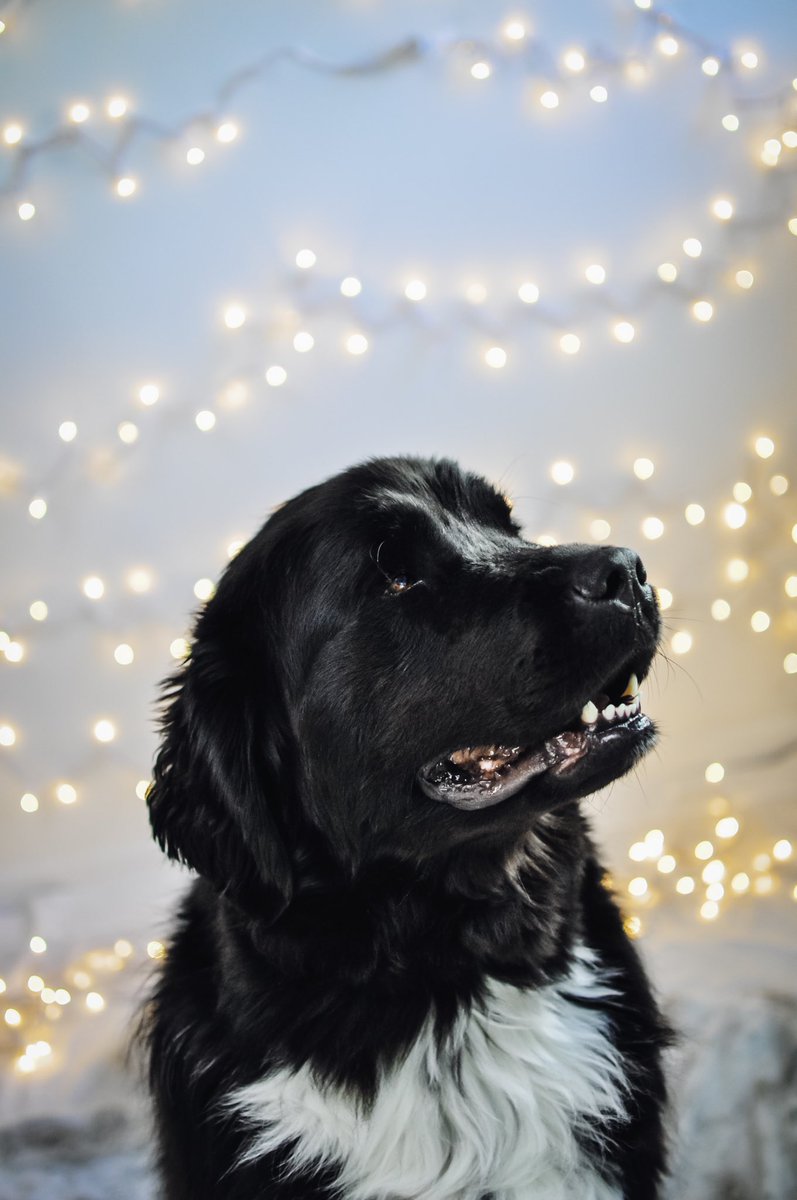 MeeshLanning's tweet photo. @dog_rates @budweiserusa #Pupweiser #newfoundland https://t.co/8A3v7SGDXq