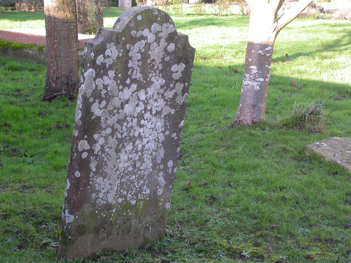 Here we have white lichen thalli, on the gravestone and on the tree trunk behind. Predominantly Lecanora horiza on the former and L. chlarotera on the tree. Each 'splodge' is an individual. Can you see a difference in shape between splodges on stone and tree bark?