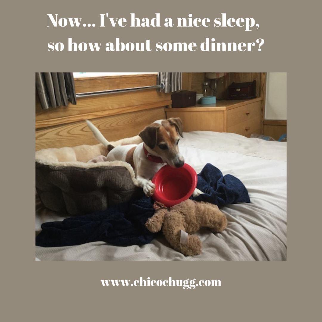ChicoChugg's tweet photo. This is a photo from a couple of years ago. I liked my bed then it was nice and soft. Now I wonder if I'll get a new bowl for Christmas?
https://t.co/TCxz5FZLvH #dogs #jackrussellterrier #kidsbooks #kidstv #families #dogthemedgifts #christmaskidsgifts #funstoriesforkids https://t.co/BdzCa4qN1s