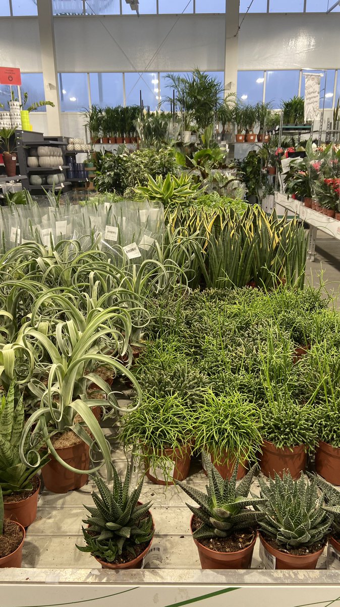 Enjoypillowscom's tweet image. I love this place 🪴
#plants #plantsoftwitter