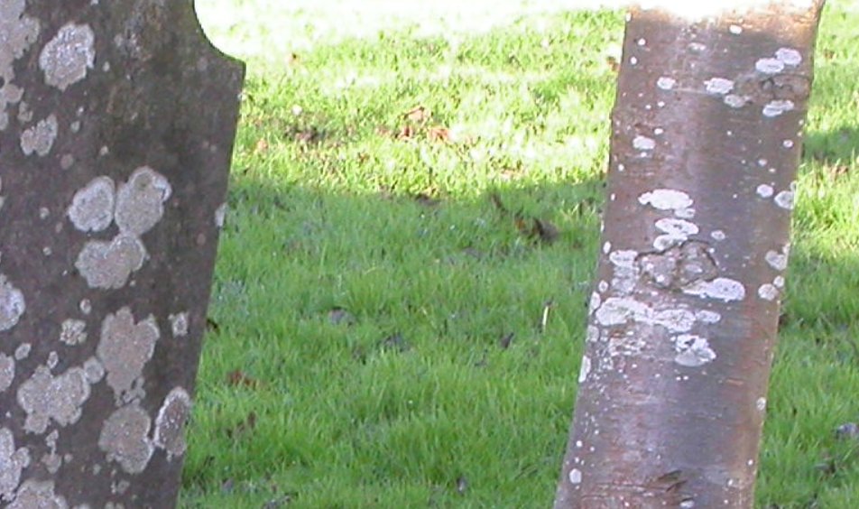 Note that the thalli on stone are roughly circular, each started from a germinating spore and grew outwards at roughly equal rate in all directions. The thalli on the tree trunk are horizontal ovals - caused by 'stretching' of the thalli as the tree trunk increased in girth.