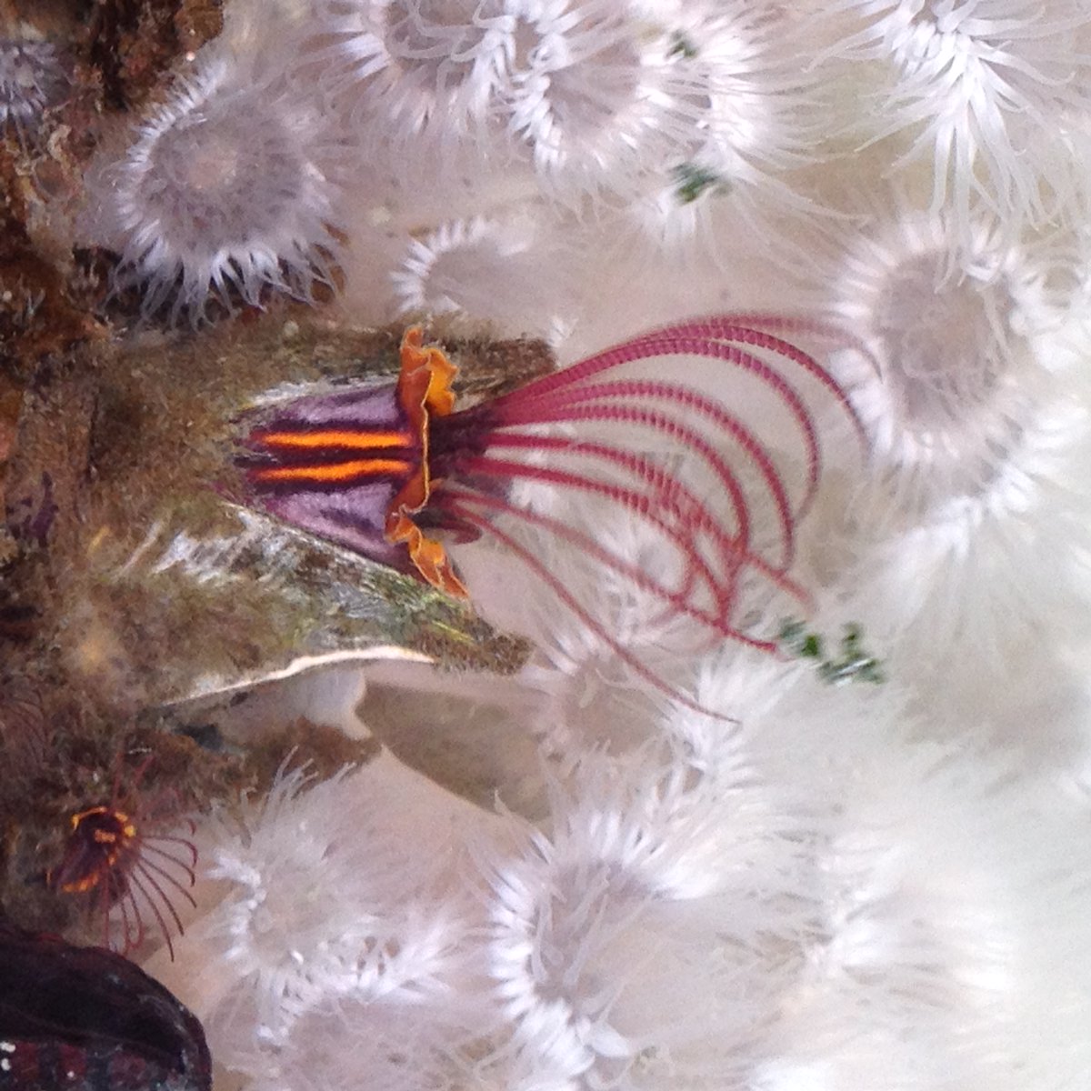SERCinvasions's tweet photo. #25Daysof Crustmas Day 16
Some people prefer a traditional green tree with white or multi-color lights but this Pacific Northwest barnacle, Balanus nubilus, prefers a fluffy white tree of anemones as a background against which to really make its colors pop. https://t.co/HE4LZZCH8d