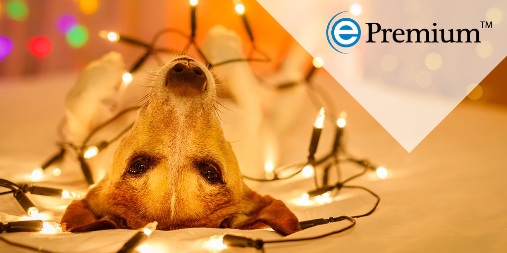 ePremiumIRIS's tweet photo. Whether you prefer colored lights or white lights, we know that we can all agree on one thing - we love twinkling, sparkling lights during the holiday season. Their sharp contrast upon the dark night sky is captivating.  #HolidaySeason  #holidays2020 https://t.co/oukCb2tPIA