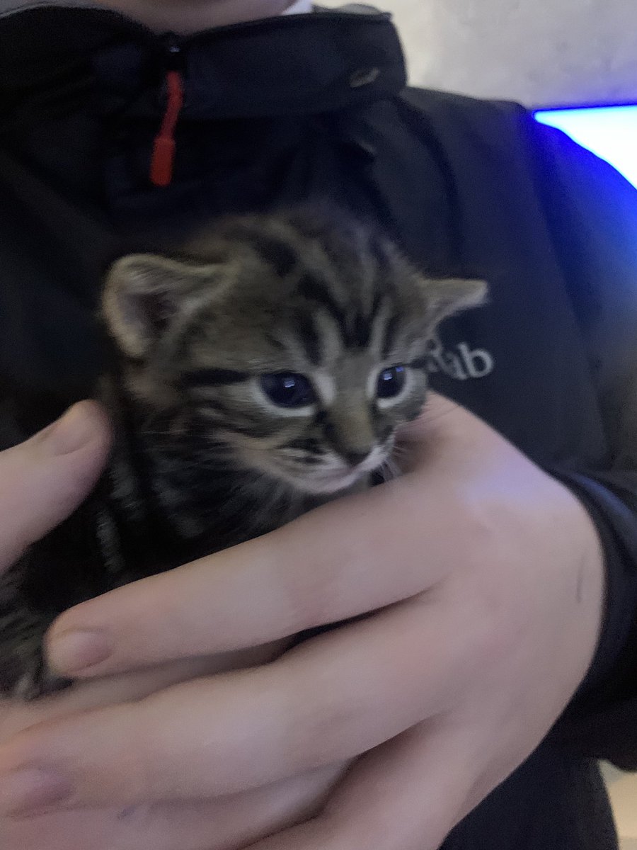 alexandrastobbs's tweet photo. Meet Miss Maggie-Mae.... our new baby coming on 11 January 2021... start of a new year that’s already filled with opportunities, excitement, joy and love ❤️🐱 #cat #kittens #pets #love #getlost2020 https://t.co/Q5JsK5Pxrb