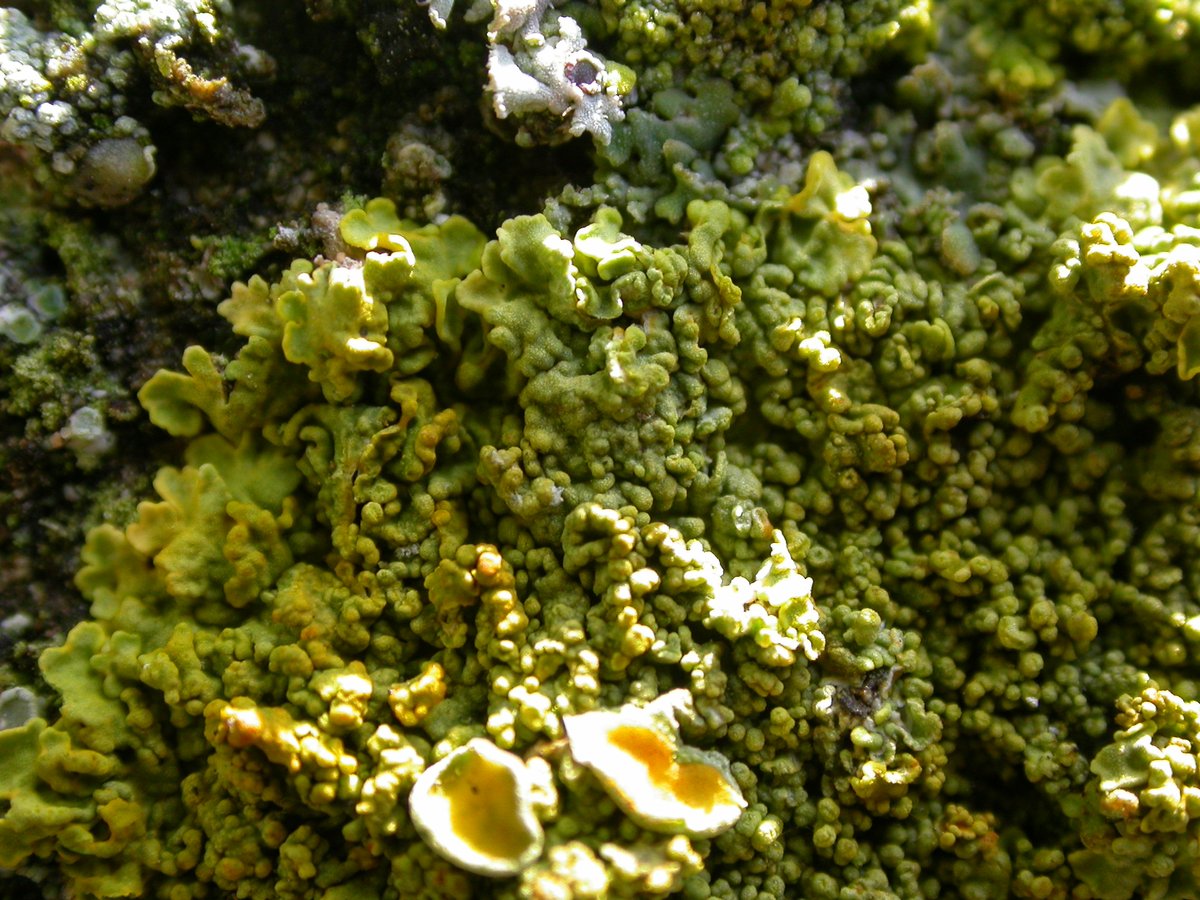 Sometimes I encounter specimens of Xanthoria 'calcicola' like this which look somewhat different, without the distinct colour zonation at the edge and with larger isidia-like structures. Is this a separate taxon? I am undecided.