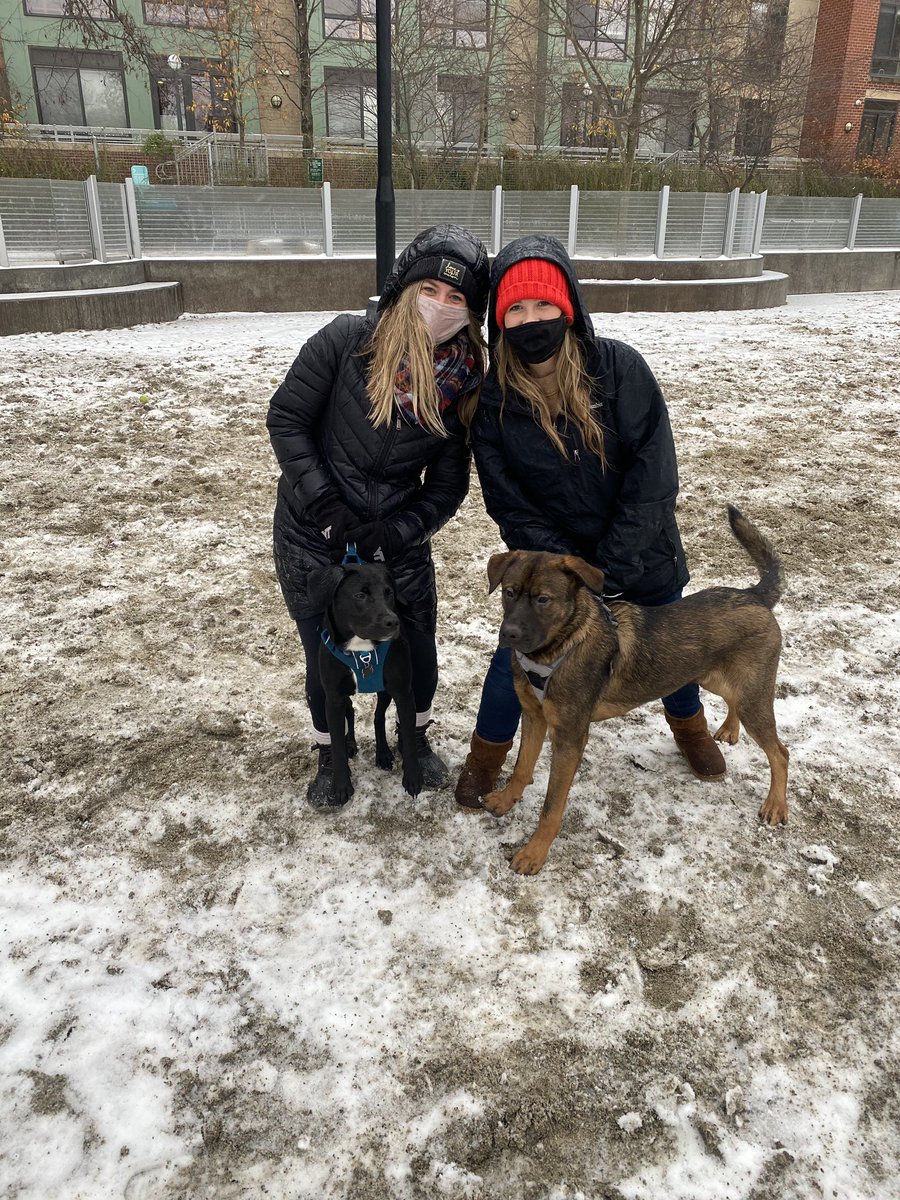 MsDrinkoLynch's tweet photo. Break time on a snow day means doggy play date with @FESIrwin and River 🥰🐶 https://t.co/9xhqFwyyNF