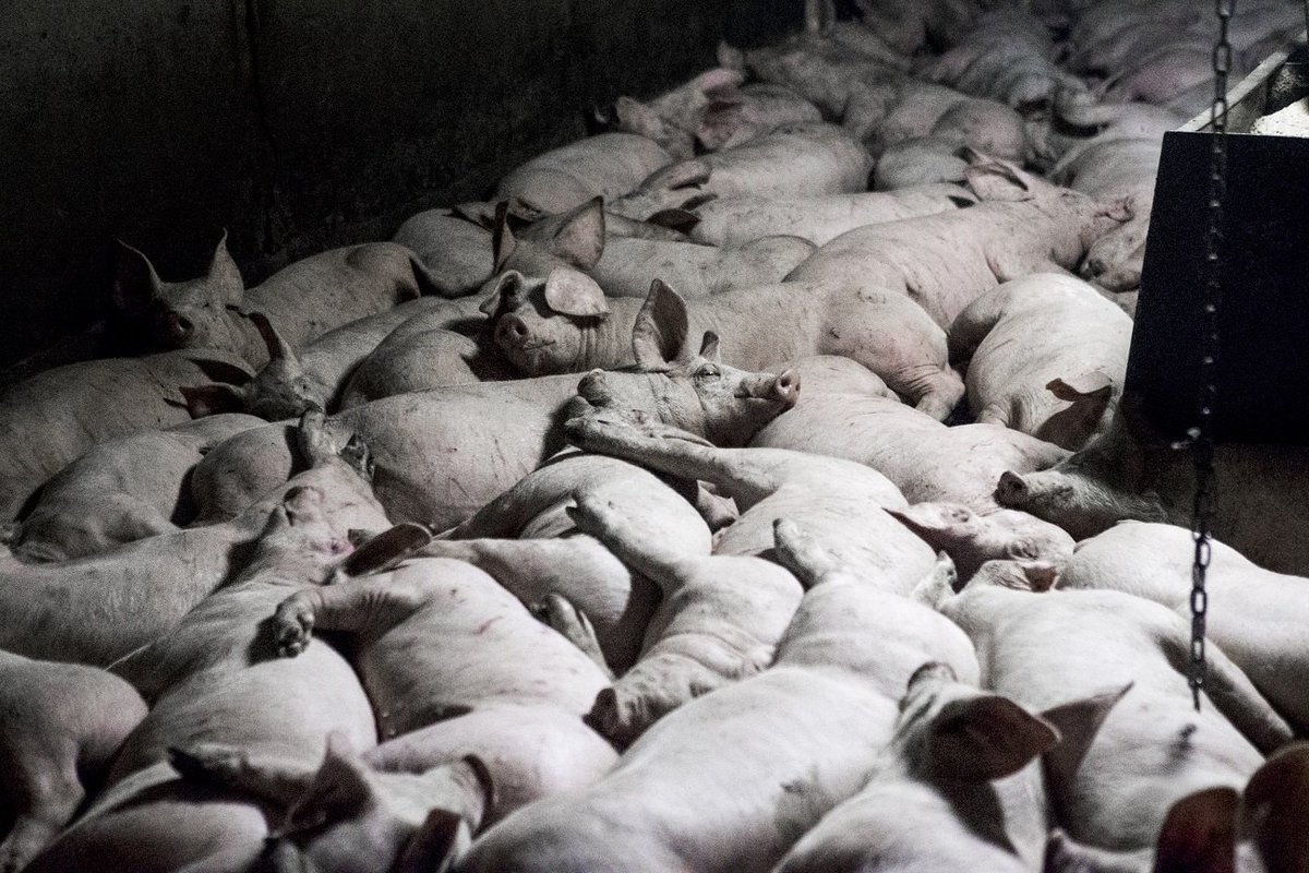 THIS is how pigs were found kept on a British farm. 

You can help them by keeping meat off your plate.
