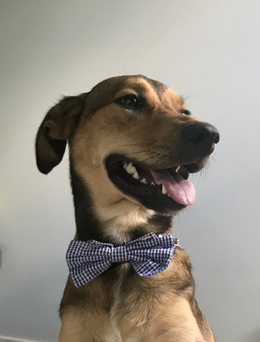 9RLafayetteLA's tweet photo. @dog_rates @budweiserusa This is Beau!  
#Pupweiser @budweiserusa https://t.co/Jw1hiU8CaM