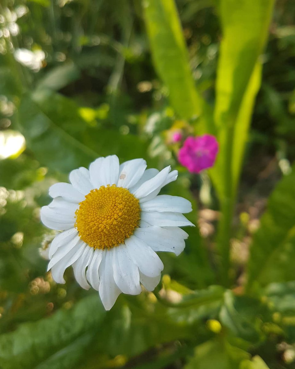 Stadtbiotop_Of's tweet photo. An diesem kühlen, grauen Tag, ein Rückblick in den Mai:
Es blüht am #NachbarschaftsBrett. Auch die neu gepflanzen Stauden sind schon dabei! Rosa und Lila sind die Farben der Saison 🌷💜💕🍬🍭🌸🌿

#givebox #sharingiscaring #bücherschrank #offenbach  #Wildbienen #Biodiversität https://t.co/wD64sYiCDU
