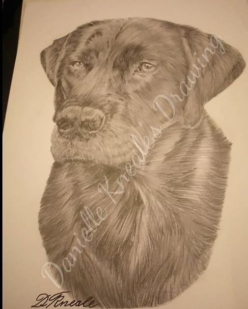 KnealeDanielle's tweet photo. #petdrawings #dogdrawing #dogdrawingsofinstagram #dogportrait #pencildrawing #blackandwhitedrawing #drawingsofinstagram #drawing #labradordrawings https://t.co/k54pILiKxn
