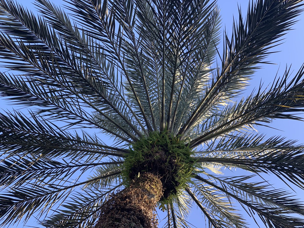 KJStolzman's tweet photo. @lastchristmas Look up!     Merry Christmas from Florida!
TY @emiliaclarke @henrygolding https://t.co/3cgCkpsXsh