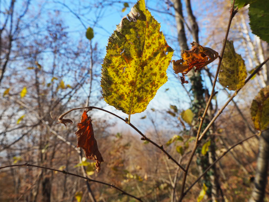 Versi Hashtag On Twitter