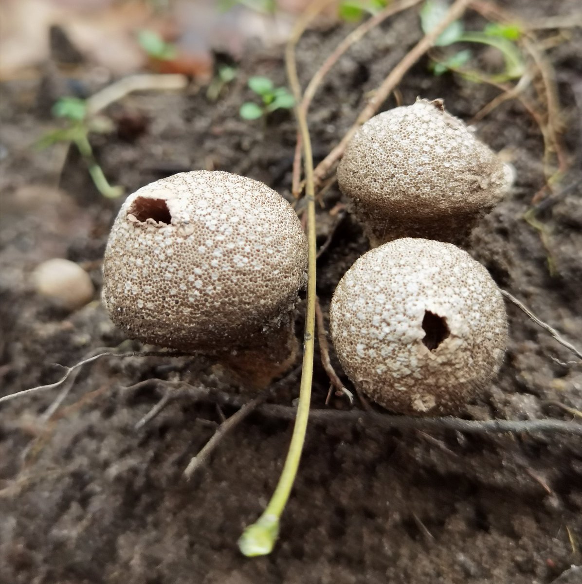 sardroid's tweet image. Purchawki #huaweip40pro #promode