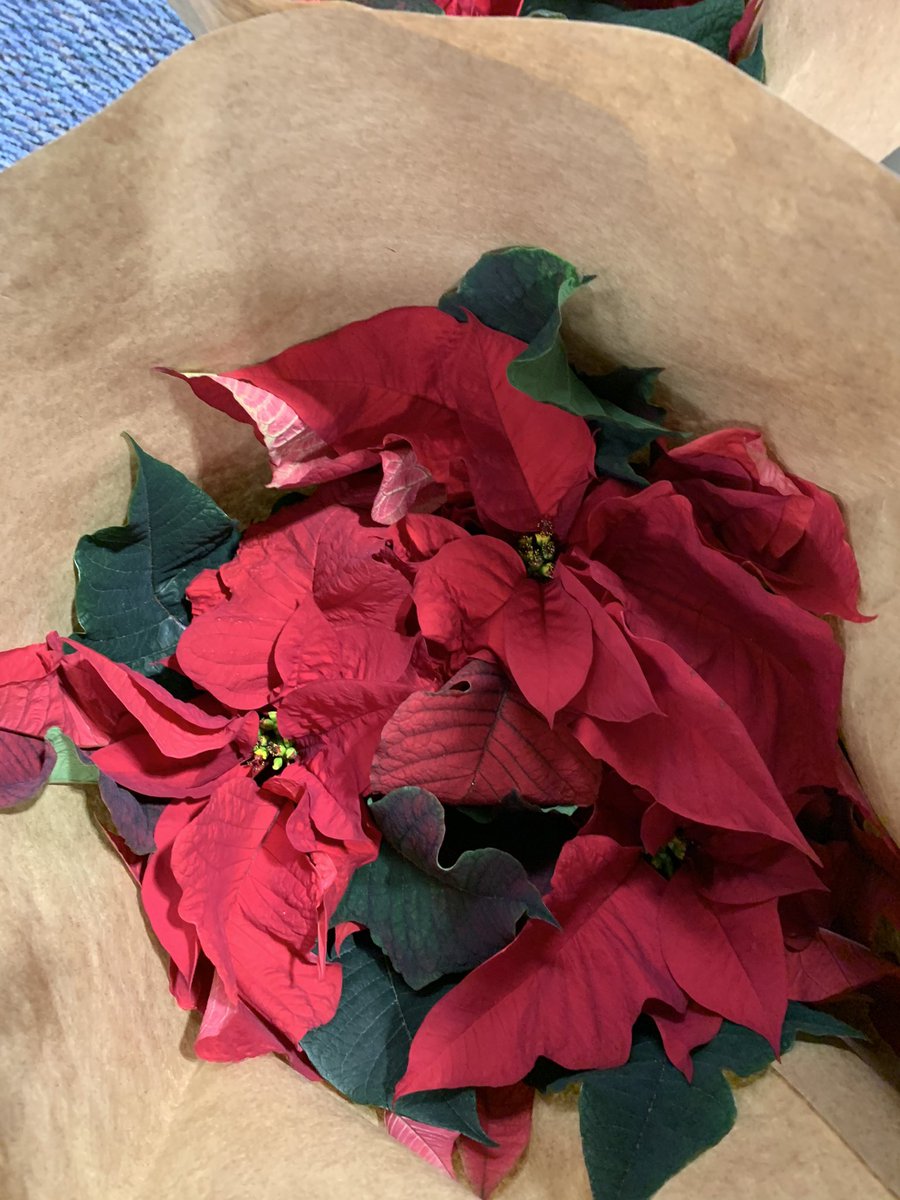A huge thank you to Shlegel’s Greenhouse for brightening our staff’s day with a poinsettia for every staff member.  How cool is this?