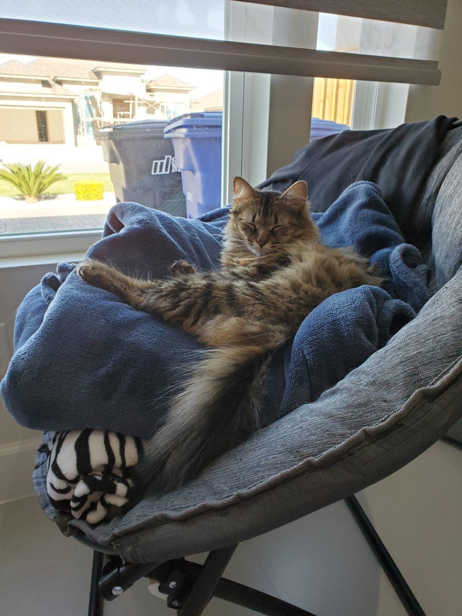 NanoSamples's tweet image. Just chillin'