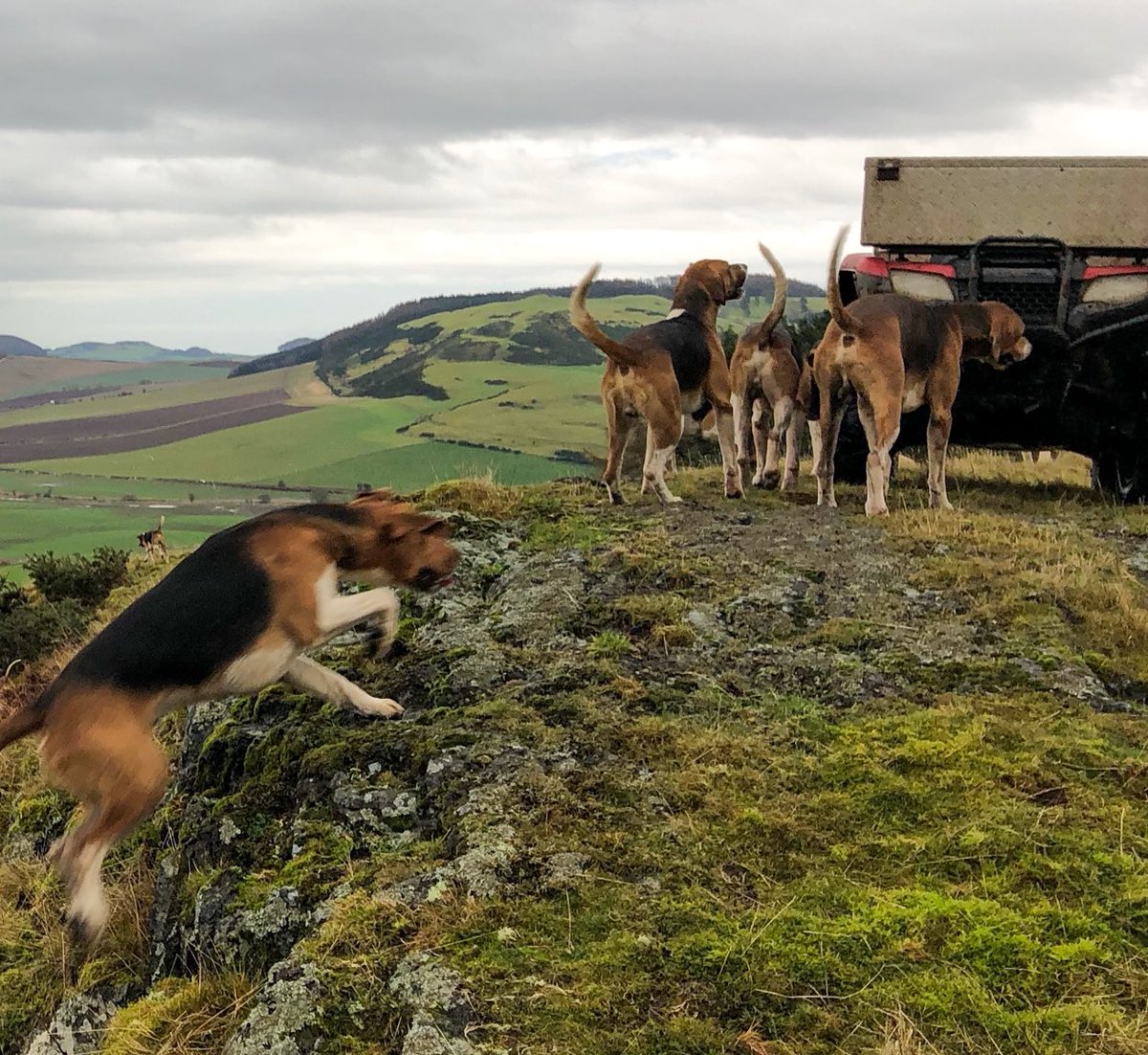 lurcherwork's tweet photo. #hounds #workingdogs #huntingdogs #sportingdogs #hunting #huntingwithdogs #hounds #houndsmen #huntwithhounds #scenthounds #canineathletes #dogs #houndsman #hounddogs #foxhunting #fitforhunting #huntingfitness #keephunting #countrylife #foxcontrol #drivenfox #drivenshootinguk https://t.co/wFD87Cg1io