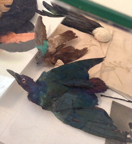 nat_clothing's tweet photo. 19th-century ladies wore bird hats adorned with awful stuffed birds. This led to near extinction of some wild birds https://t.co/jz6FQkBOFL
#stuffedbirds #birdhats #vintage_bird_hats #taxidermy #birdswing #headdress #bird_hats_production #nationalclothing #folkdress #folkcostume https://t.co/bEO2A6poj3