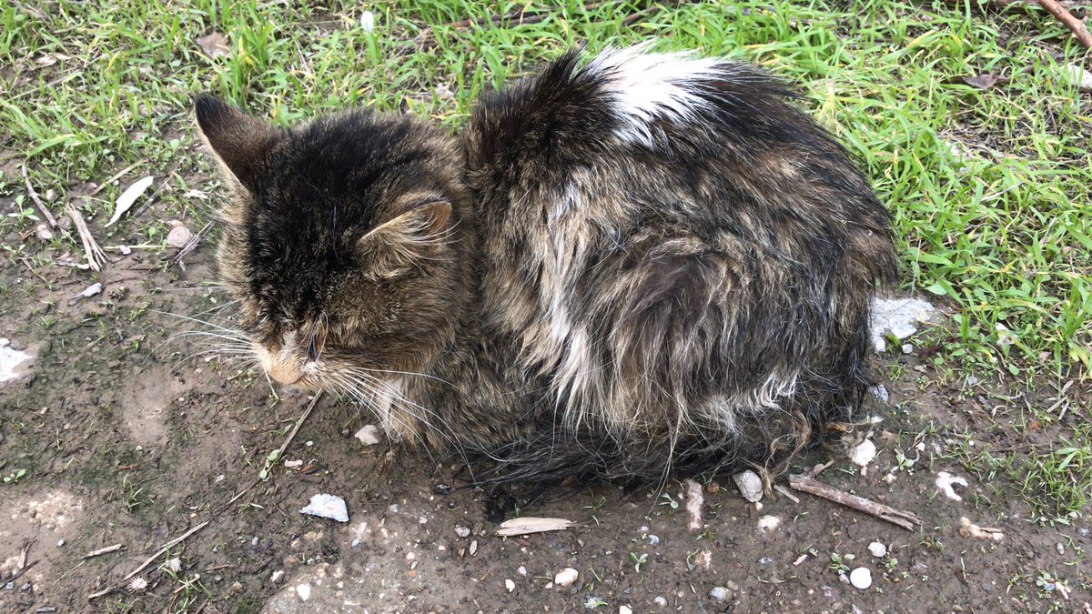 Merhaba bu can için yardım eder misiniz? <a href="/ANTALYABB/">ANTALYA BÜYÜKŞEHİR</a> <a href="/MuratpasaBld/">Antalya Muratpaşa Belediyesi</a> <a href="/AntalyaHayvan/">Antalya Hayvan Hakları (AHH)</a>