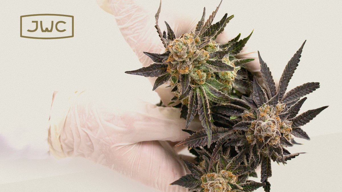 🎄Phones will be closing at 1 PM on December 24th. Client care will be closed December 25th - January 3rd. We return to regular business hours January 4th. 

Please note that couriers may be delayed due to holiday hours. 

Happy Holidays!