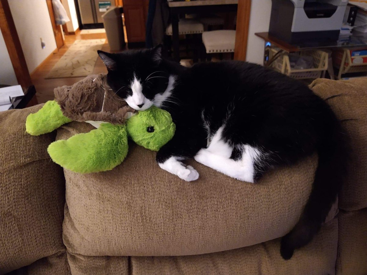 KrysiaJean's tweet photo. My sister's cat, Romeo, has laid claim on the @sendafriendco I sent her
There is no going back now. The turtle belongs to him.
#sendafriend #CatsOfTwitter #seniorcats #catthief #tuxedocat #sleepycat https://t.co/IE6Et0ImAf