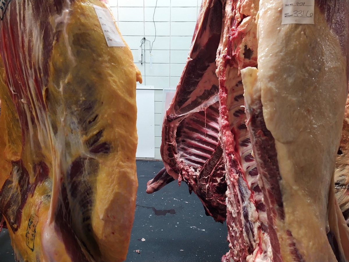 PackingK's tweet image. Knowing your beef. Grass fed on the left, grain fed on the right. Fat coloration of grass fed beef is yellow vs the white color of grain fed beef. Don't be fooled by the label see for yourself.