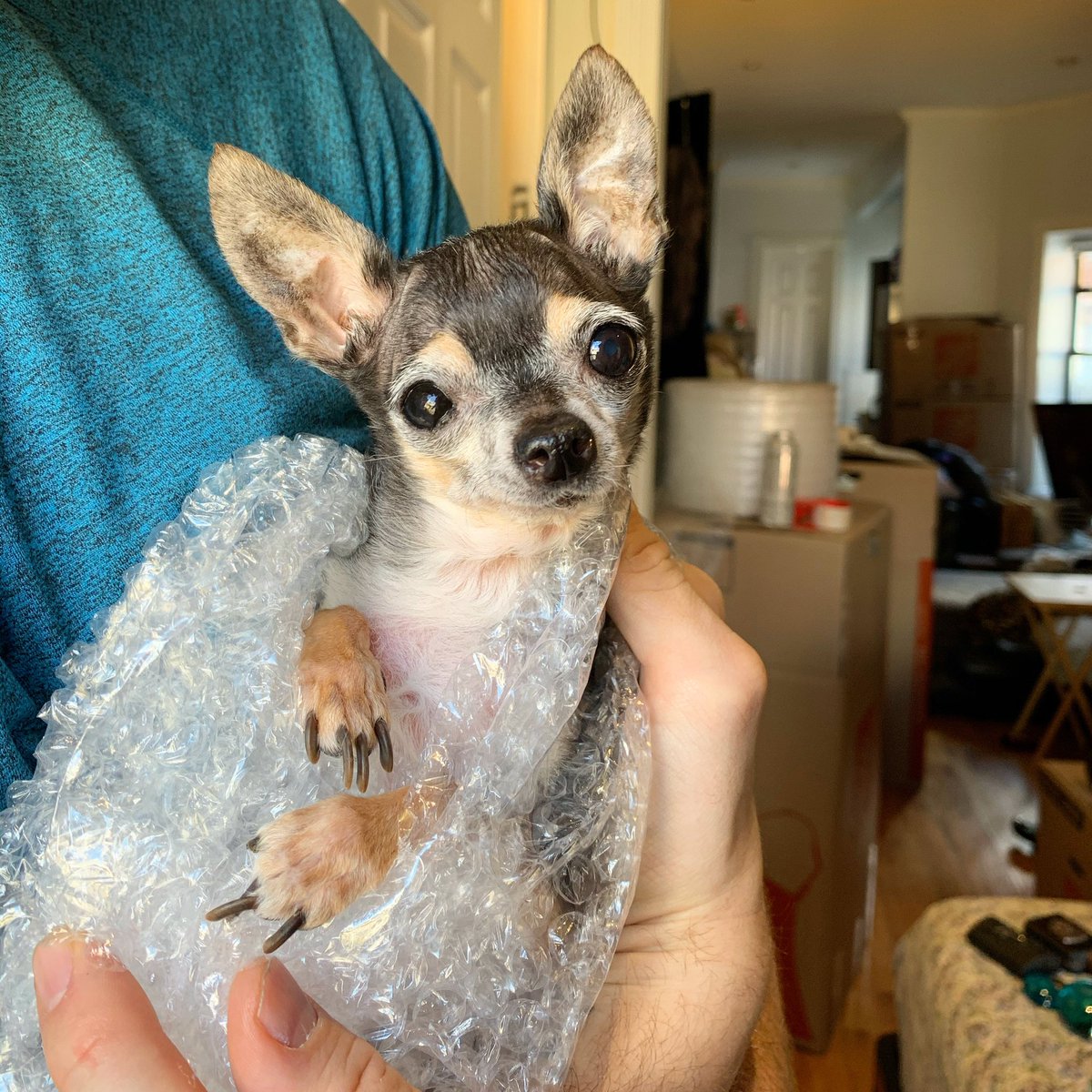 Mervinchihuahua's tweet photo. We moved over the weekend but made sure to carefully pack our breakables in bubble wrap #LittlestJack https://t.co/tjurQByY1u