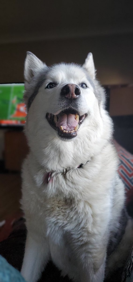 invokefitness1's tweet photo. @dog_rates @budweiserusa https://t.co/E6WI3pP2pa