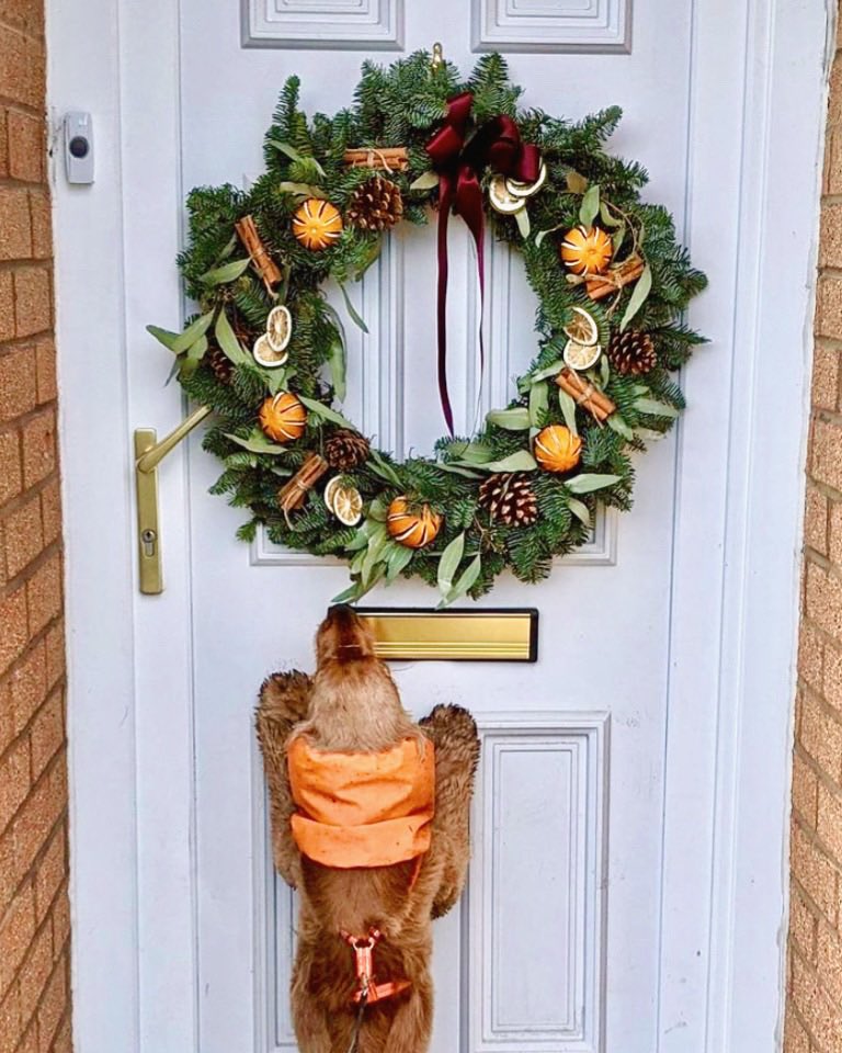 We love seeing your Christmas Wreath Kits.  Thanks so much for sharing @oakleydogsadventures - your wreath looks amazing 🎄

Our Wreath Kits, Luxury Wreaths &amp; Christmas Flower Bouquets are available online &amp; in store! Go to our website for more details. 

#ixiaflowersuk