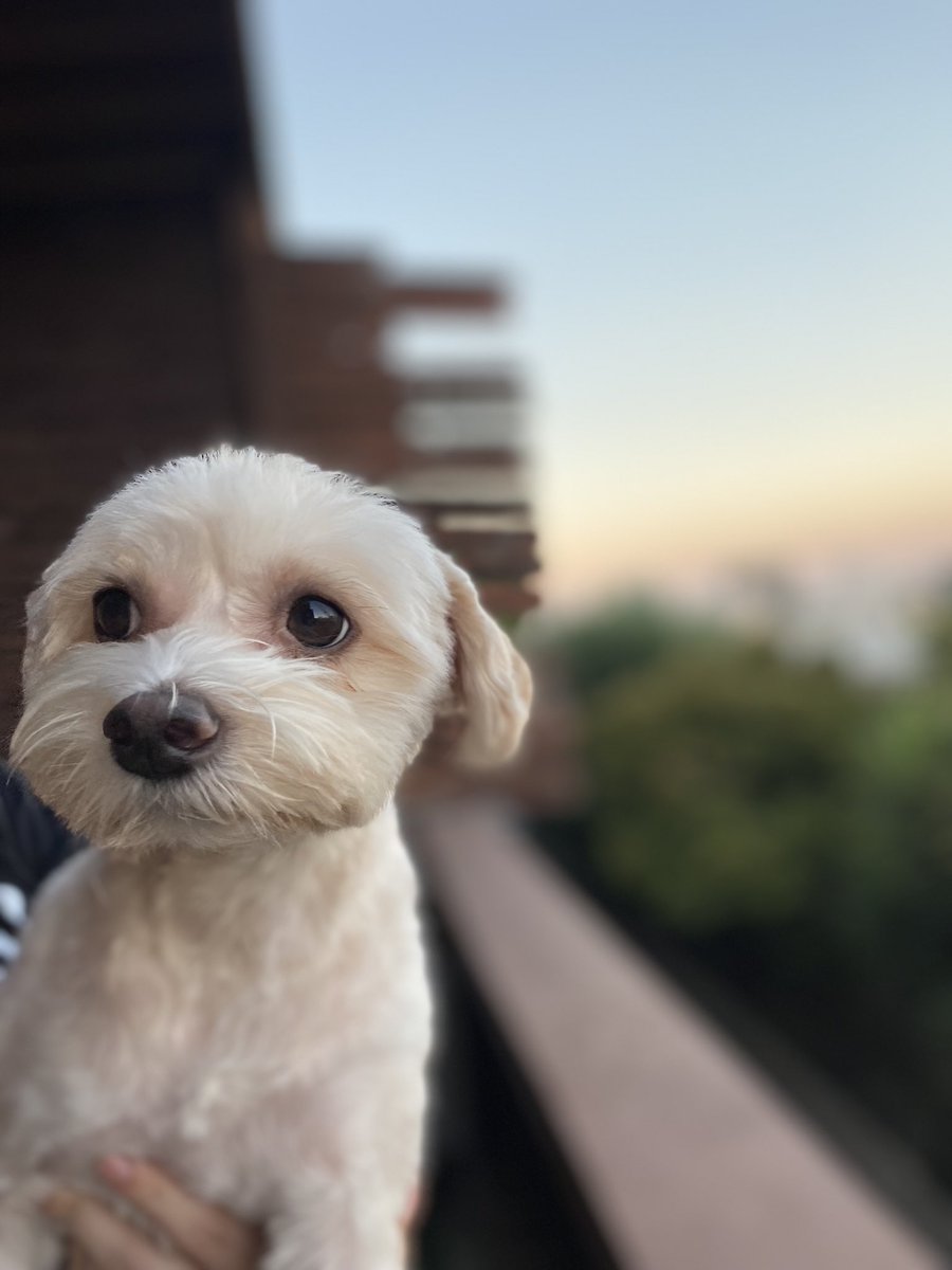 3ringiles's tweet photo. @dog_rates @budweiserusa #Pupweiser meet Bambi 🍻 https://t.co/X6BGLZ9LPu