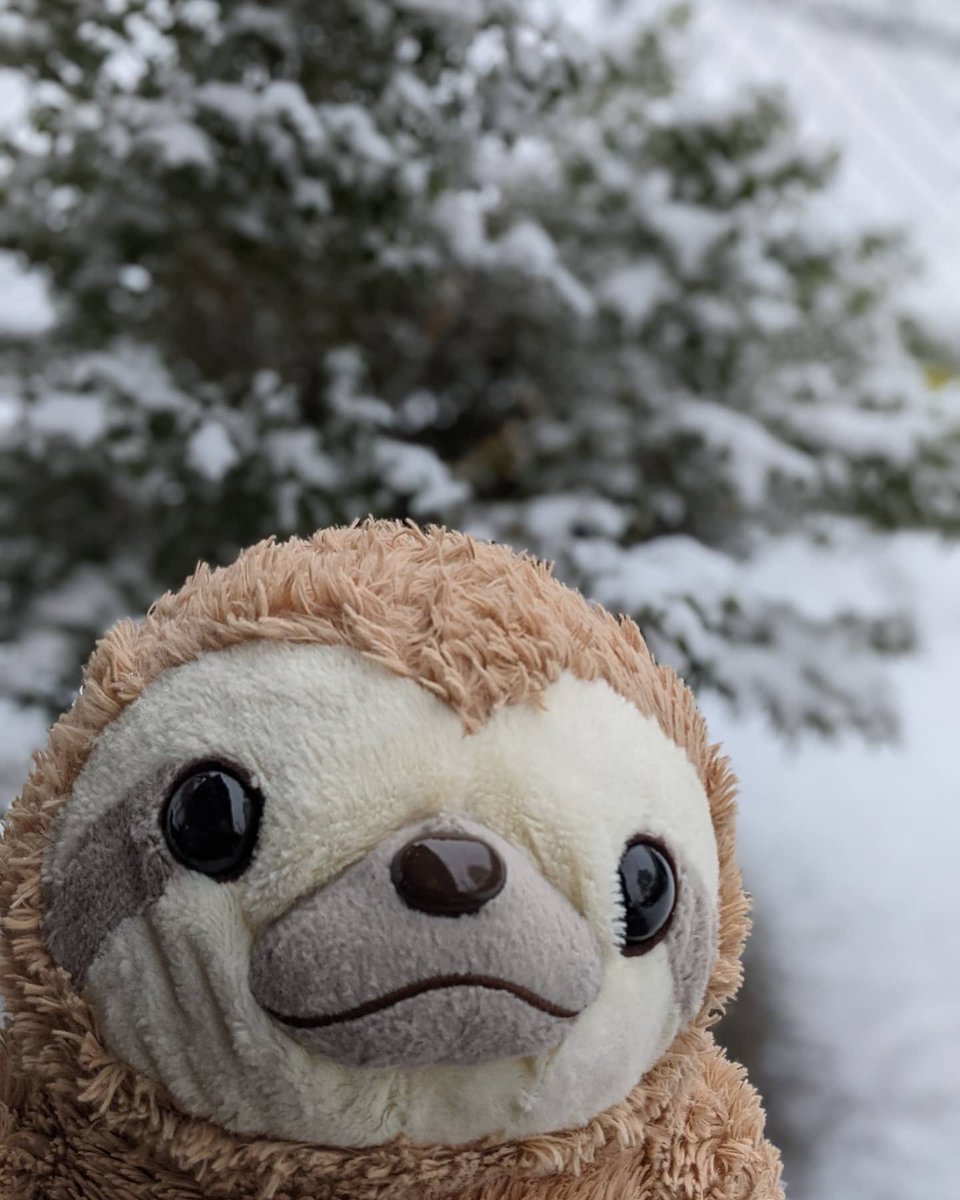 LoveMrSloth's tweet photo. My first snow day ❄️

Mum let me go outside earlier to look at the snow. I didn't know it was so cold and wet. I thought it would be full of plushie fluff like me. It's quite pretty when it lands on plants!

Do you like…

📸 https://t.co/uSgGkflvGP via https://t.co/vSLug9wUvm https://t.co/dEasx2p4qU