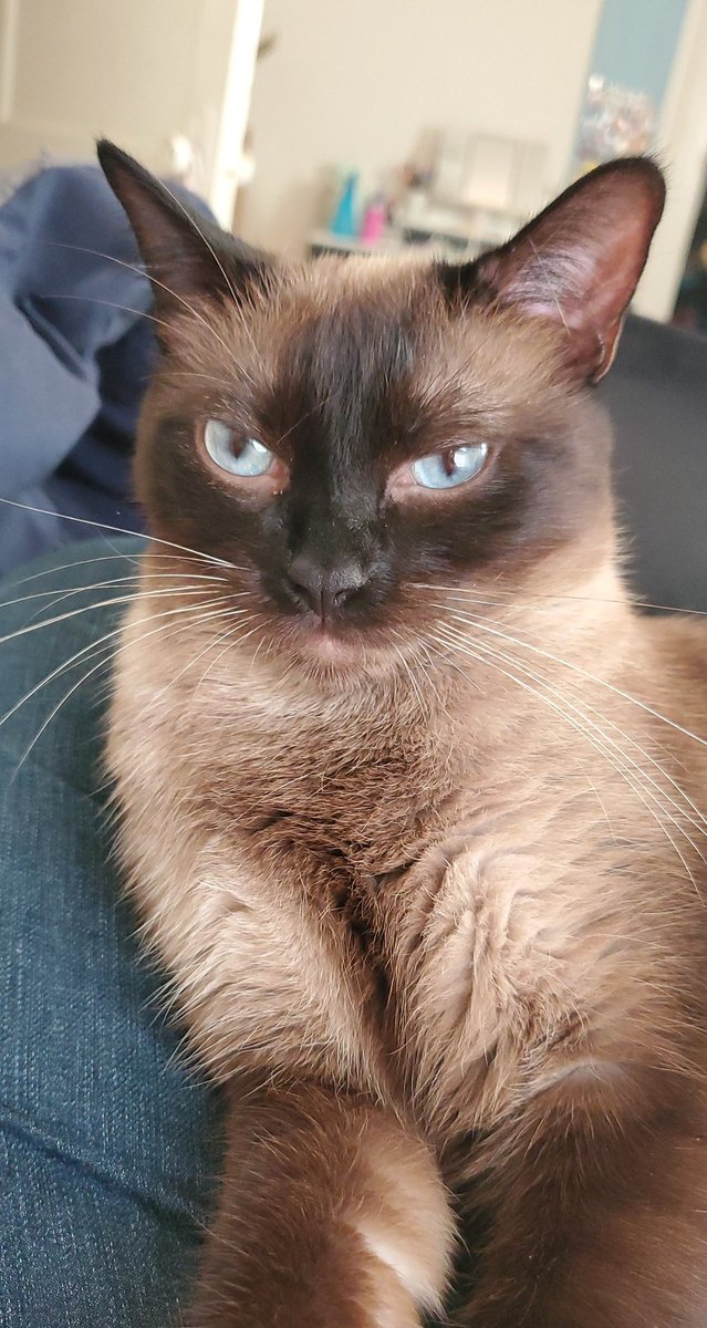 PutridGrandpa's tweet photo. Angery, as portrayed by Rat Baby https://t.co/SoXeef1RNM