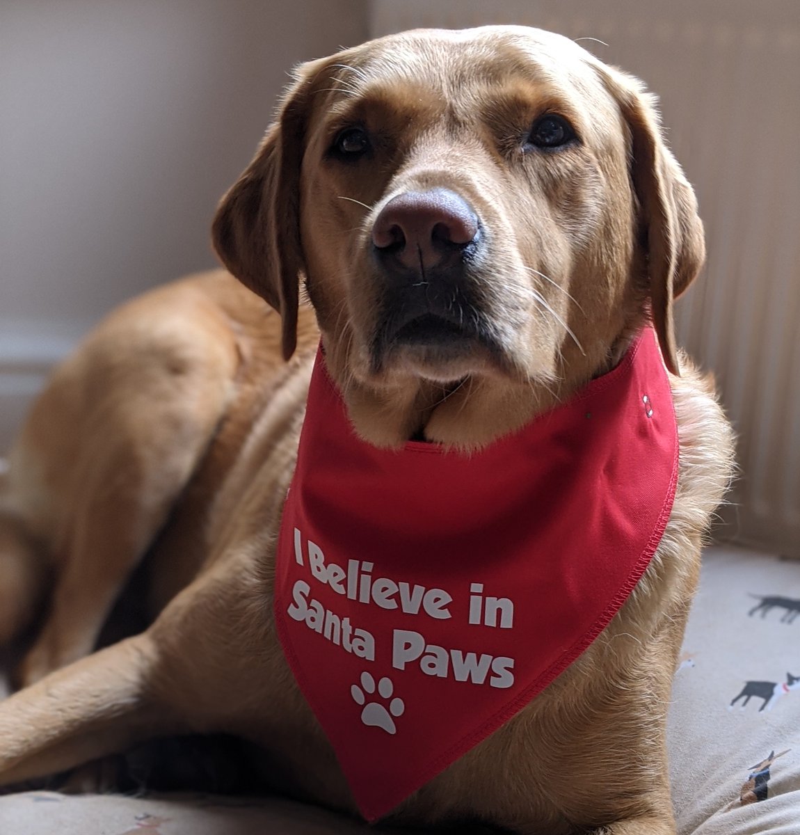 ClaireSmithSim1's tweet photo. @funnydo25814387 We think she's beautiful and we'd happily play with her at the dog park if we met #alldogsarebeautiful https://t.co/XfawsHV822