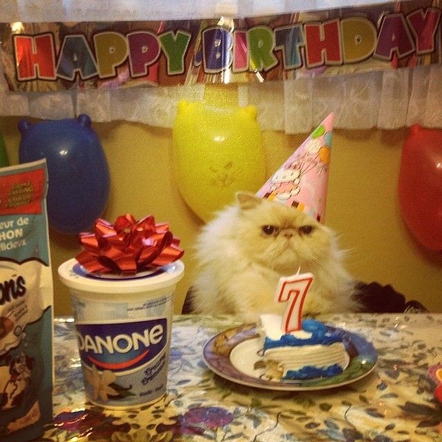 ShouldHaveCat's tweet photo. https://t.co/4gL9raQj72