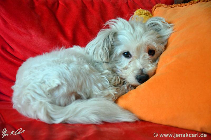 Maerchenhaftes's tweet image. #Hund #Pascha #ZeigtHerEureLieblingsbilder @jens_k_carl