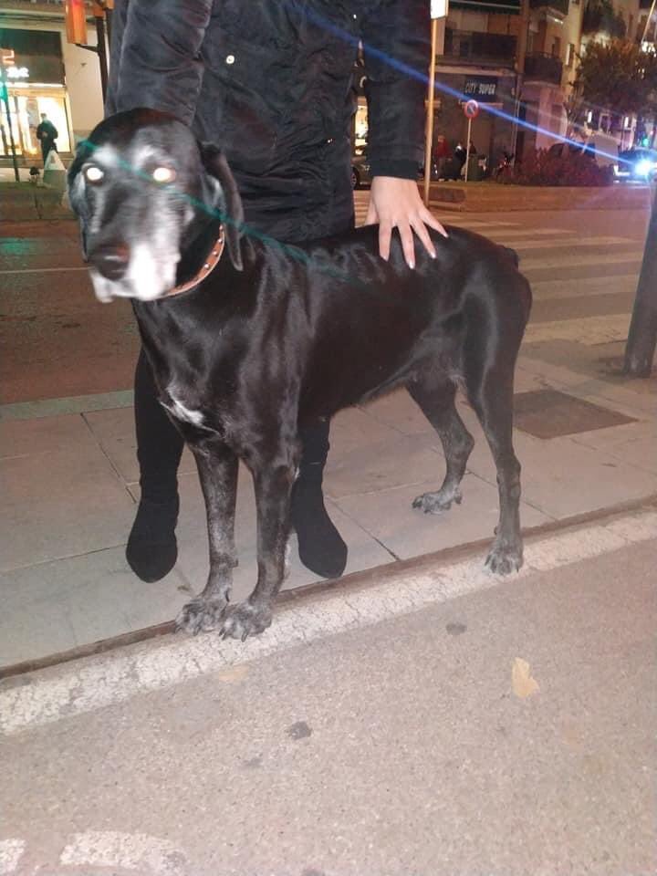 ccorns123's tweet photo. Found in Sitges. No chip. 
Now at @policiaSitges 
Anyone recognize? Please share! https://t.co/FpTcLFAqTm