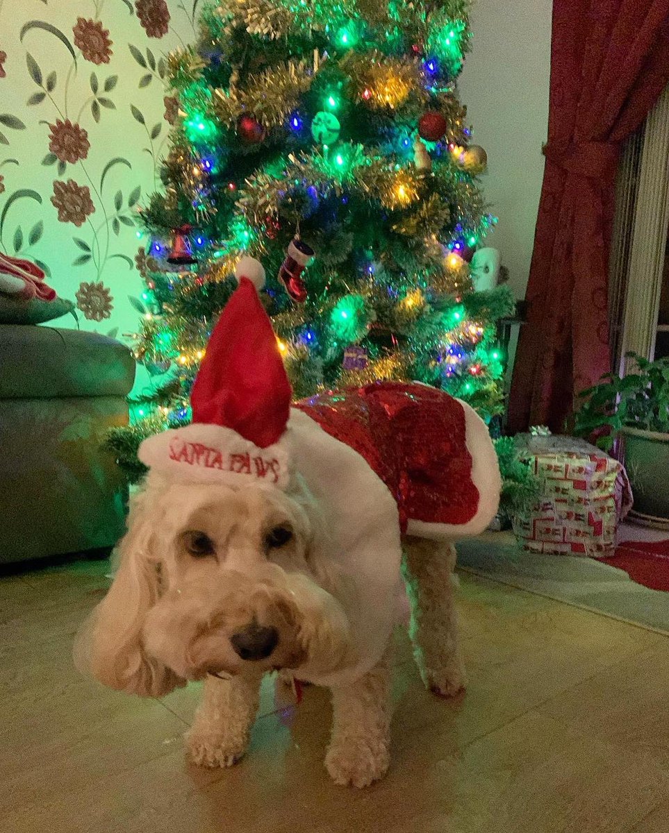 KayleighRhiann's tweet photo. Cute but slightly grumpy Mrs Claus #qehsantapaws @TeamQEH ❤️ https://t.co/qfz9GaNe9p