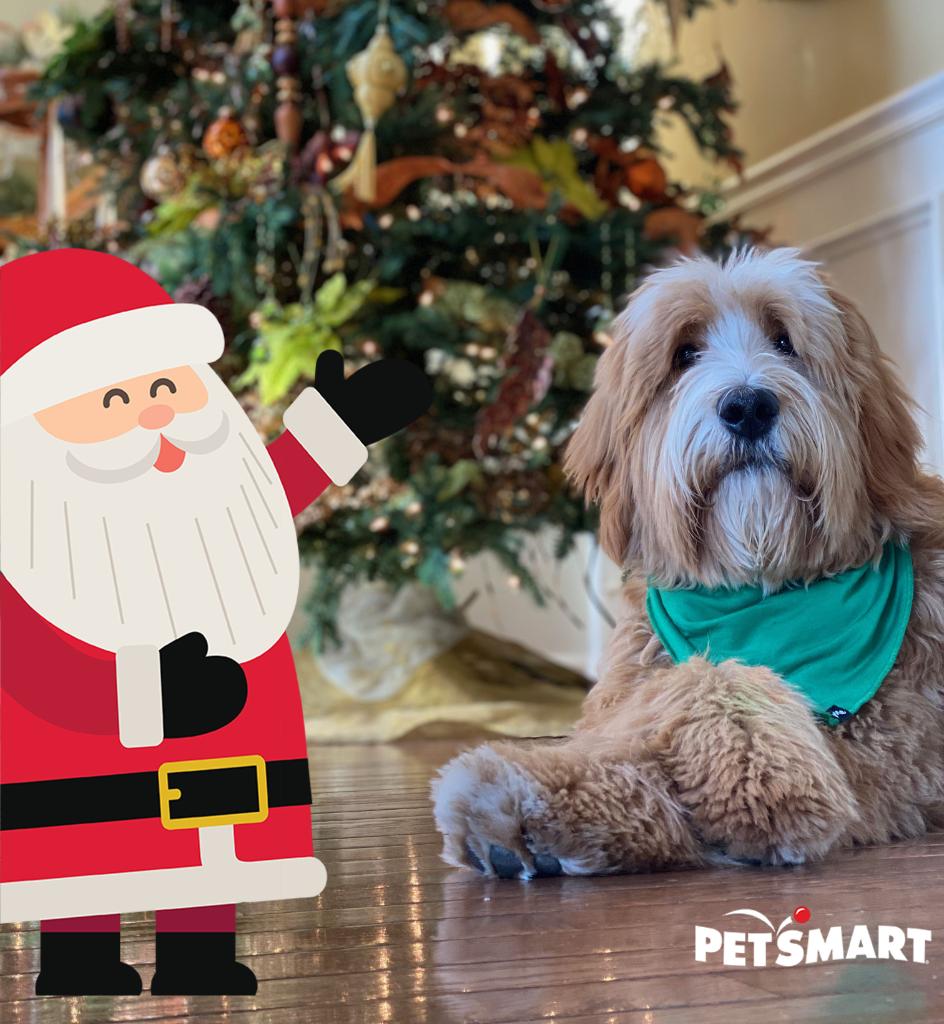 PetSmart's tweet image. Ho Ho Ho! 🎅Post a holiday pic of your pet with #SeasonofSpoiling, #Sweepstakes and tag us @PetSmart to enter for a chance to win $50,000. Visit spoilandsnap.com for Official Rules, entry, prizes &amp;amp; elig. No purchase necessary to enter/win. US/DC 18+. Ends 12/24/2020.