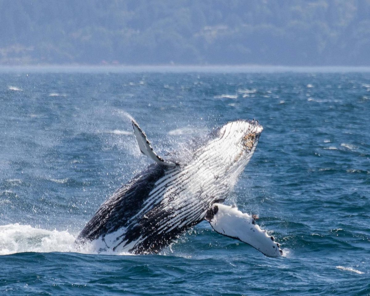 Happy #humpday! Here is a joyous humpback calf to give you life🙌 📷 Credit: @liliwilsonphotography #princeofwhales #salishsea #whalewatching #explorebclater #wildlifephotography #salishseahumpbacks #babywhale #flyingpickle