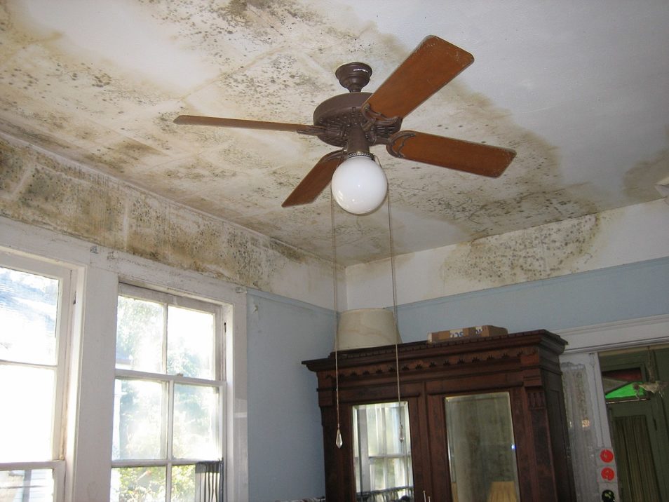 Inspect4molD's tweet photo. Why do some homes get dangerous mold growth whereas others never have to deal with it?
Do you want to know how?
Visit us now!
https://t.co/D3vloDZ7v8
#FunGuyInspections #LosAngelesInspection #moldservices #moldsremoval #moldremovingservices #MoldExpert #MoldTestingLosAngeles https://t.co/qFk25s07kS